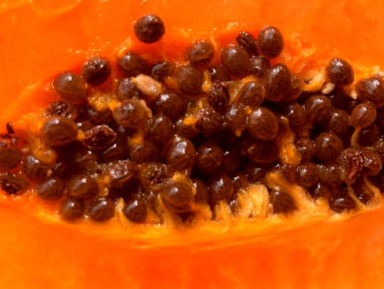 Papaya-Samen-3.jpg